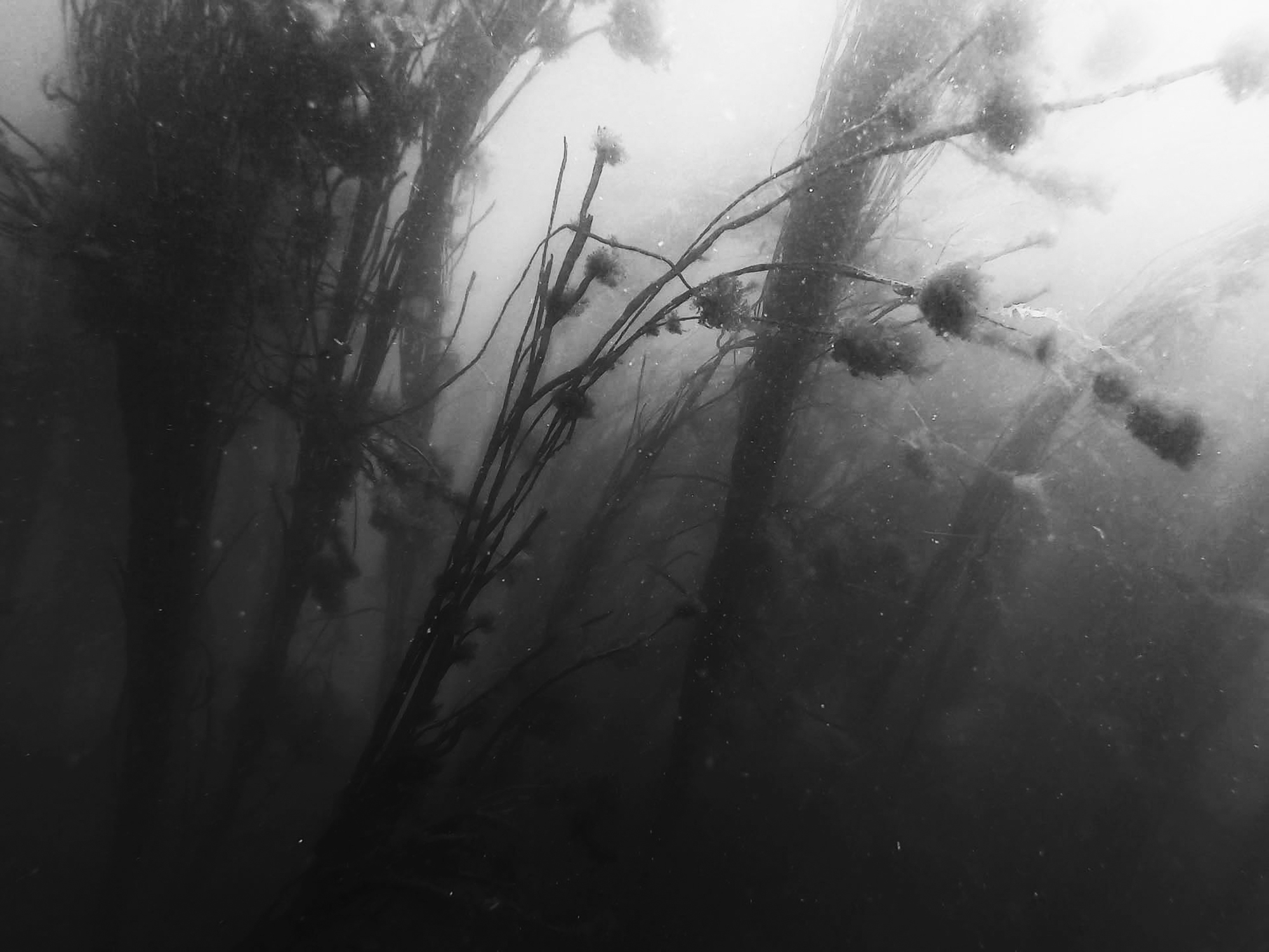 Exploration de la forêt sous-marine